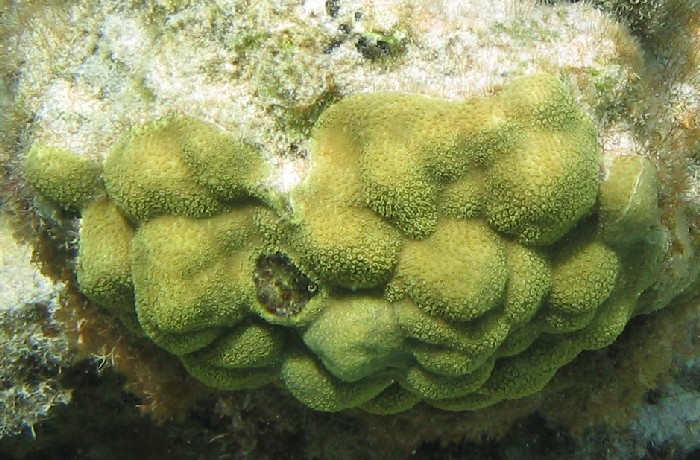 Porites astreoides